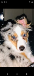 Lost Male Dog last seen Near Frankford or slide road also Woodrow by Cooper School , Lubbock, TX 79424