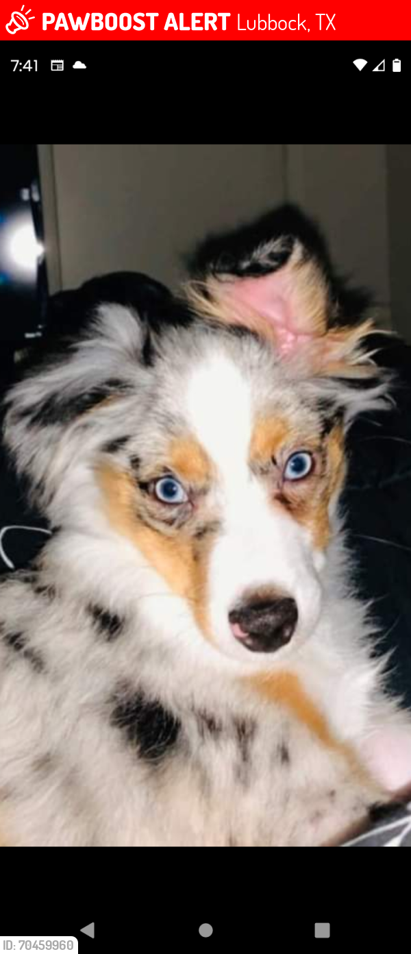 Lost Male Dog last seen Near Frankford or slide road also Woodrow by Cooper School , Lubbock, TX 79424