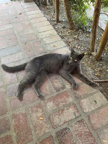 Found/Stray Unknown Cat last seen Verdugo Park , Burbank, CA 91505