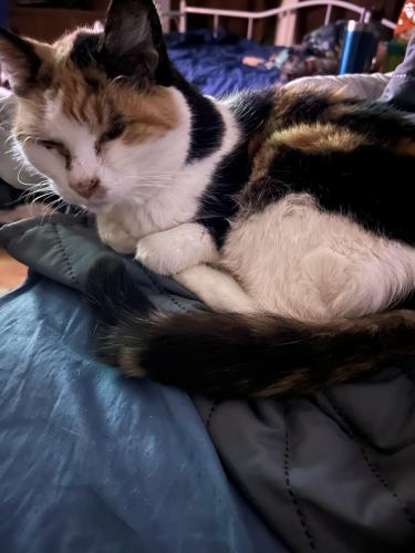 Lost Female Cat last seen South 7th street /west green , Olean, NY 14760