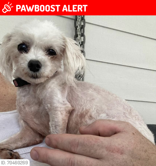 Lost Female Dog last seen 58th Ave & 34th St, Indian River County, FL 32966