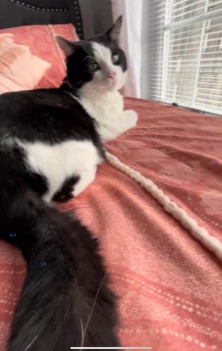 Lost Male Cat last seen 96th St. and Allisonville Road, Indianapolis, IN 46250