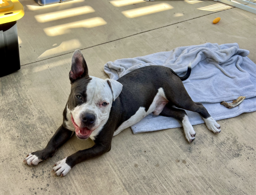 Found/Stray Male Dog last seen Centinela and Milton, Los Angeles, CA 90066