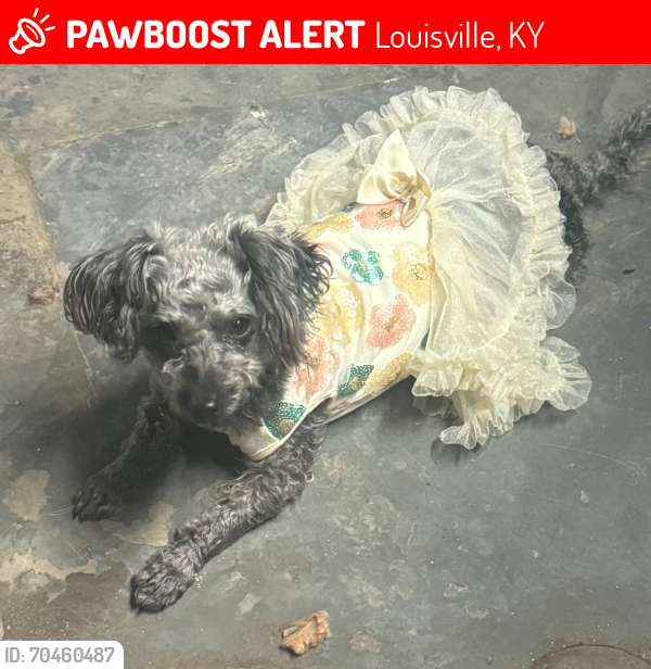 Lost Female Dog last seen Shirley and Stephan , Louisville, KY 40258