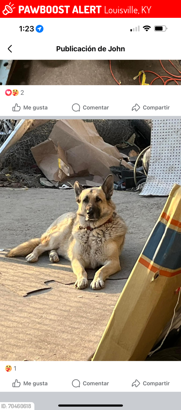 Lost Male Dog last seen  Supermercado guanajuato  , Louisville, KY 40118