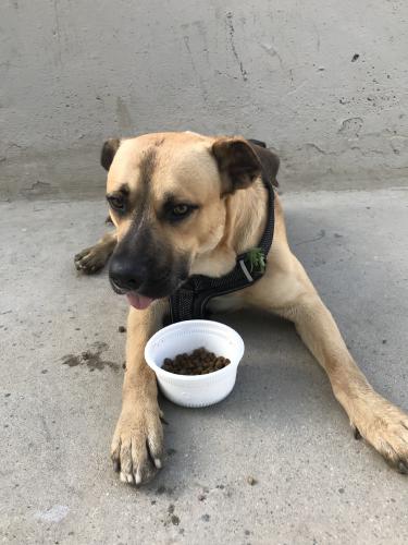 Found/Stray Male Dog last seen Bristol and 17th, Santa Ana, CA 92706