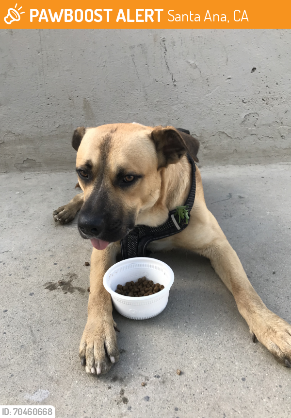 Found/Stray Male Dog last seen Bristol and 17th, Santa Ana, CA 92706