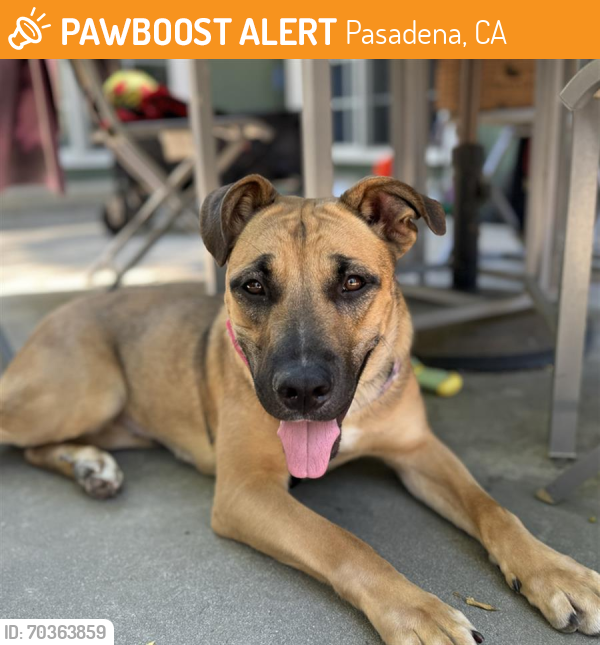 Shelter Stray Female Dog last seen EK SERENO/WASHINGTON, Pasadena, CA 91105