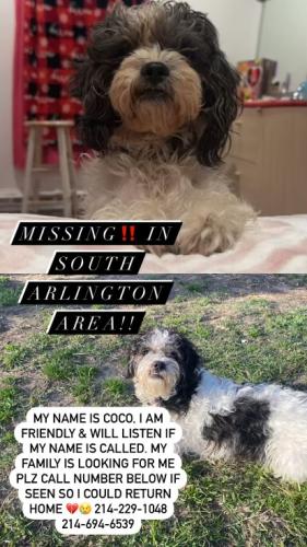 Lost Male Dog last seen Arkansas & California or Monterrey st, Arlington, TX 76013