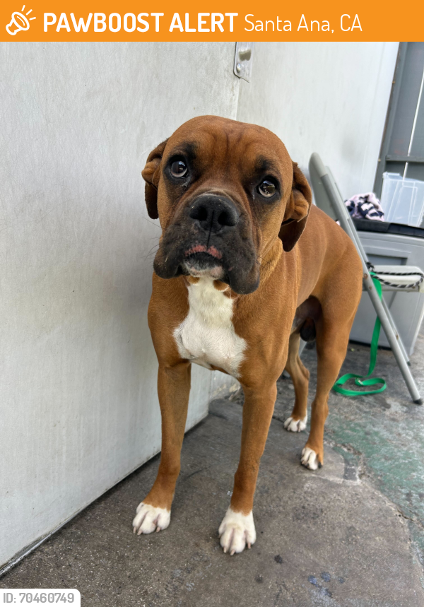 Found/Stray Male Dog last seen Harbor and MacArthur, Santa Ana, CA 92704