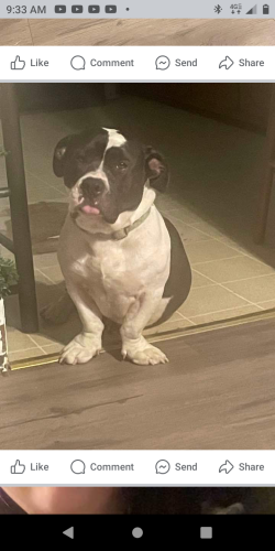 Lost Male Dog last seen Twisted ink, Archdale, NC 27263