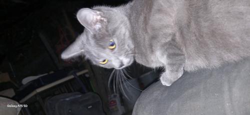 Lost Female Cat last seen Martha McClain narrows park , Riverside, CA 92501
