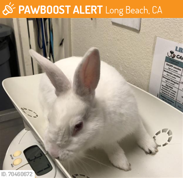 Shelter Stray Male Rabbit last seen Near BLK CARSON BLVD LONG BEACH CA 90808, Long Beach, CA 90815