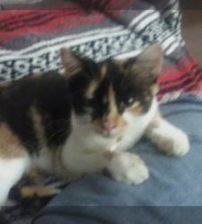 Reunited Female Cat last seen Zion Wood, Lee Byrd Rd area loganville ga, Loganville, GA 30052