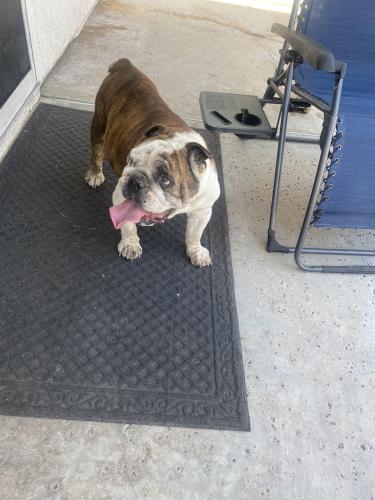 Found/Stray Male Dog last seen Corner of Cogswell and Emery, El Monte, CA 91732