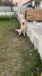 Lost Male Dog last seen Near NW 4th Terrace Cape Coral, Cape Coral, FL 33993