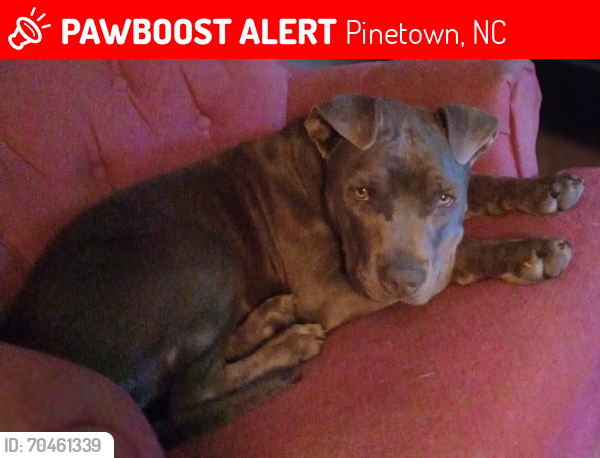Lost Female Dog last seen LongRidge Rd, Pinetown NC , Pinetown, NC 27865