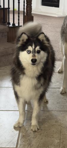 Lost Male Dog last seen Chaparral and Cloverhaven, Plano, TX 75074
