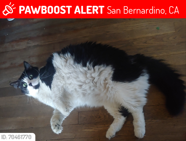 Lost Male Cat last seen J Street, Esperanza, K street, Bunker Hill, San Bernardino, CA 92410