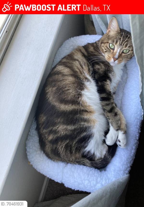 Lost Female Cat last seen White Rock Lake park woods on E Lawther Dr between Poppy and Sunset Inn, Dallas, TX 75218