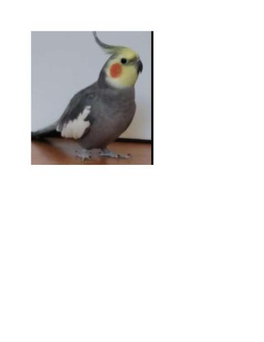 Lost Male Bird last seen Tripple Crown & Airport Rd., Brampton, ON L6S 0A8