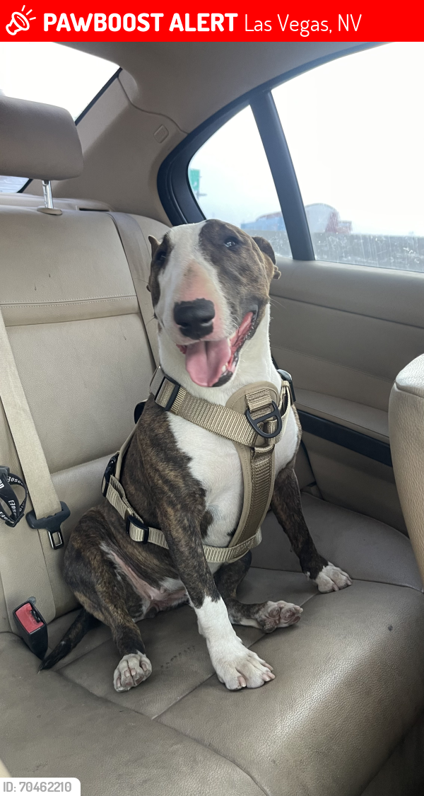 Las Vegas, NV Lost Female Dog, Mocha Is Missing | PawBoost