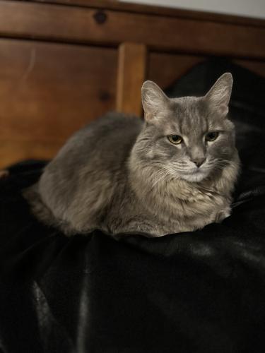Lost Male Cat last seen Louise Ave and 85th st , Sioux Falls, SD 57108