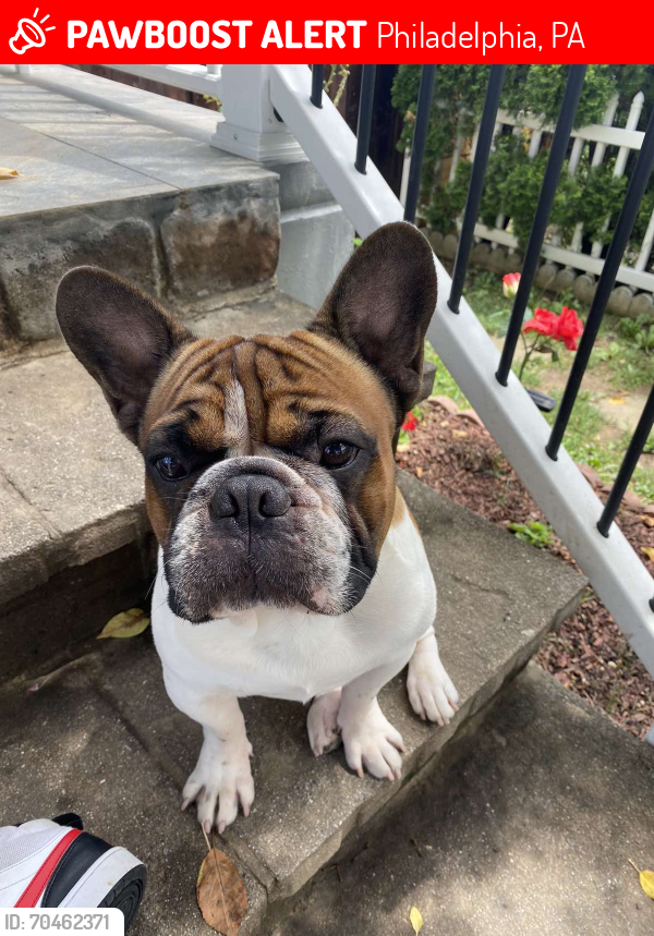 Lost Male Dog last seen Toressdale and Frankfort ave., Philadelphia, PA 19124