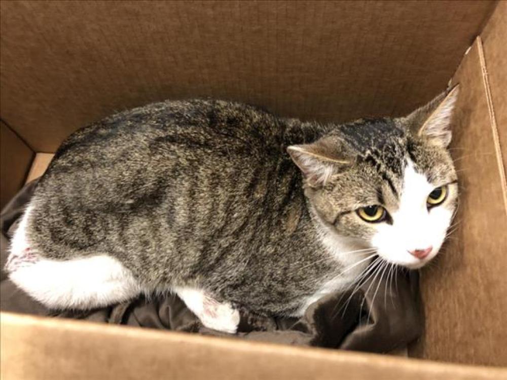 Shelter Stray Male Cat last seen Near BLOCK BEACH ST, CERRITOS CA, Artesia, CA 90703