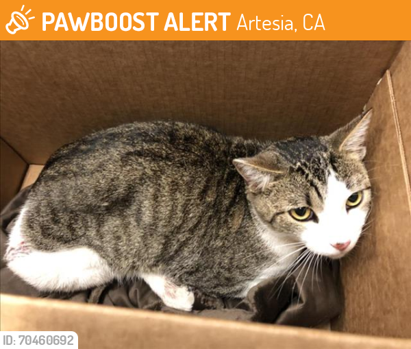 Shelter Stray Male Cat last seen Near BLOCK BEACH ST, CERRITOS CA, Artesia, CA 90703