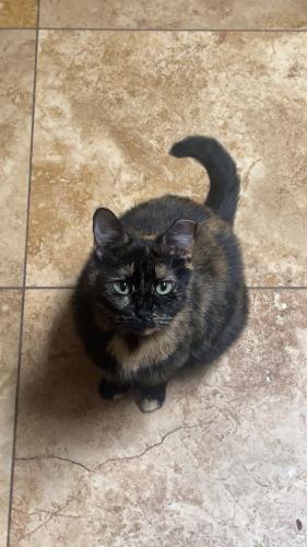 Lost Female Cat last seen Buckner & St. Francis, Dallas, TX 75228