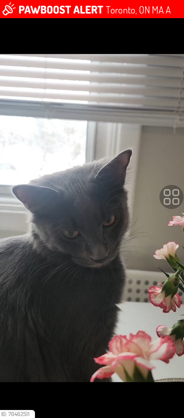Lost Male Cat last seen Victoria Park and Parma court, Toronto, ON M4A 1A4
