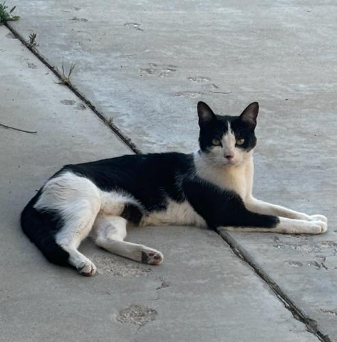 Lost Female Cat last seen Lancelet rd, Apple Valley, CA 92395