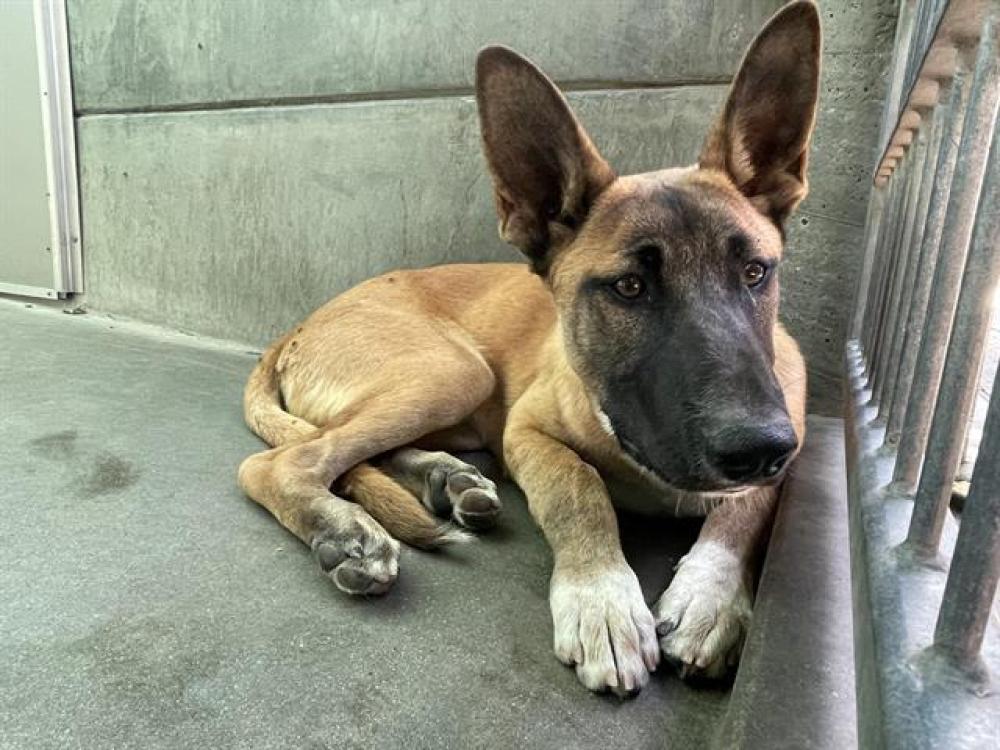 Shelter Stray Male Dog last seen WOODBURY AND EL SERENO, Pasadena, CA 91105