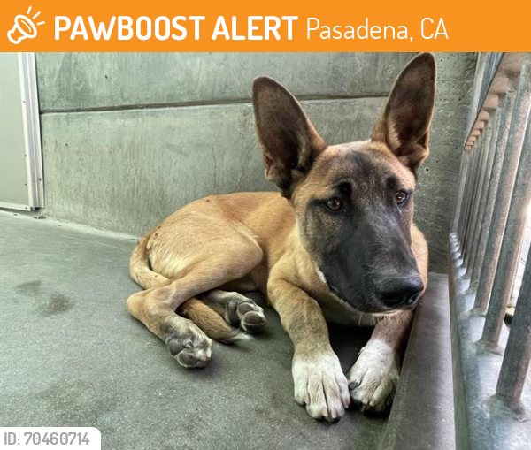 Shelter Stray Male Dog last seen WOODBURY AND EL SERENO, Pasadena, CA 91105