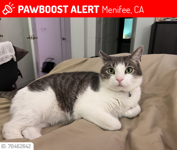 Lost Male Cat last seen Palm Ave. & Orange St., Menifee, CA 92586