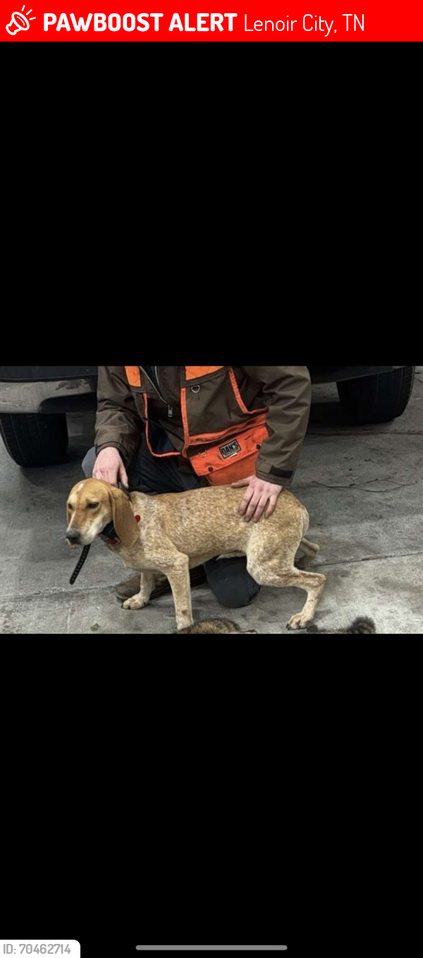 Lost Female Dog last seen Shaw Ferry rd & highway 11 near butler bros trucking, Lenoir City, TN 37772