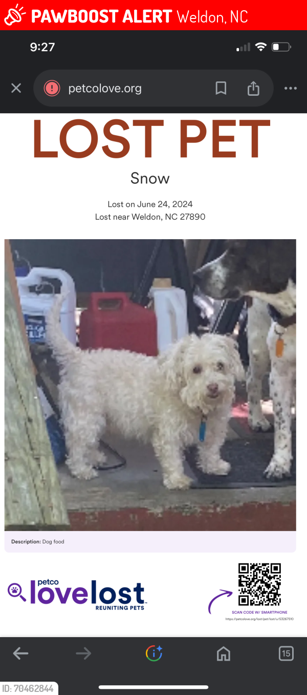 Lost Male Dog last seen Near elm street Weldon nc, Weldon, NC 27890