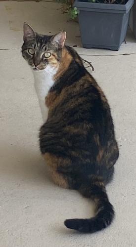 Lost Female Cat last seen Sandpiper (Overbrook Dr), Port St. Lucie, FL 34952