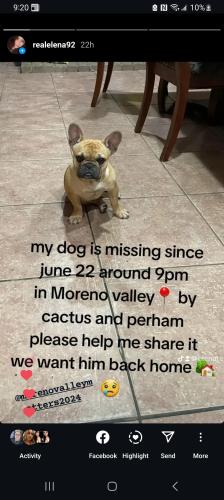 Lost Male Dog last seen Perham & Bostwick , Moreno Valley, CA 92557