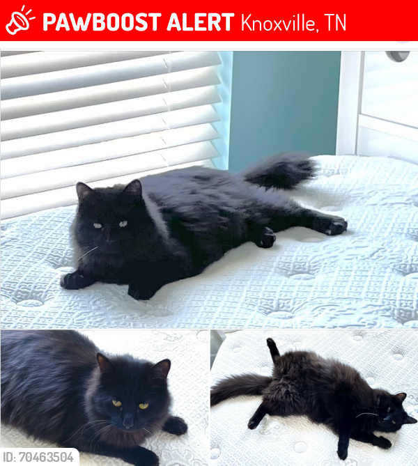Lost Male Cat last seen Country Scene Rd. in Nine Oaks Subdivision, Halls, TN, Knoxville, TN 37938