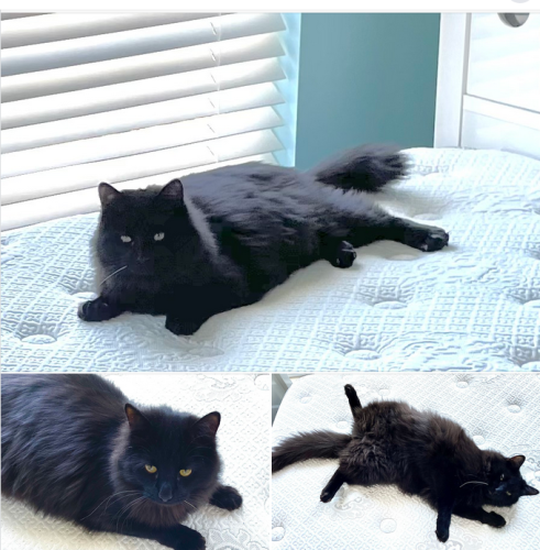 Lost Male Cat last seen Country Scene Rd. in Nine Oaks Subdivision, Halls, TN, Knoxville, TN 37938