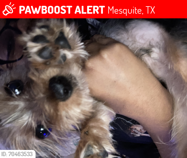 Lost Male Dog last seen Near redman ave , Mesquite, TX 75150