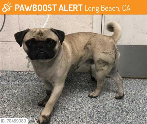 Shelter Stray Male Dog last seen Near BLK CARSON ST, Long Beach, CA 90815