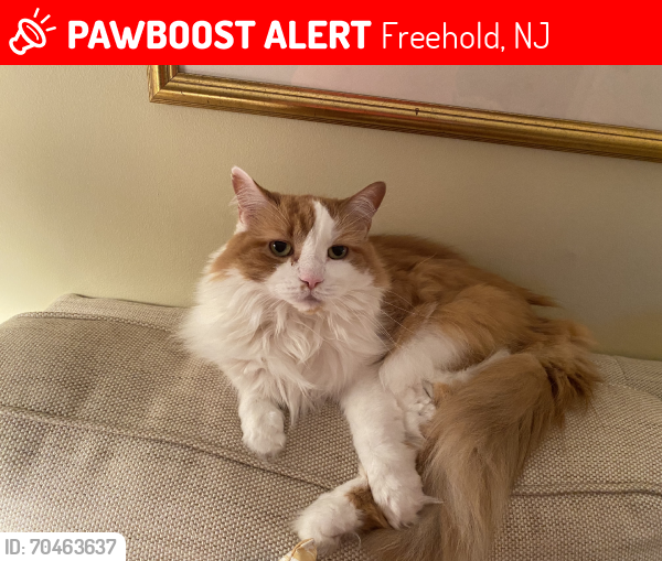 Lost Female Cat last seen Barkalow Ave, Freehold, NJ 07728