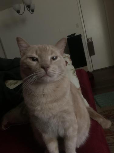 Lost Male Cat last seen Hollytree Dr.& Rice Rd, Tyler, TX 75703