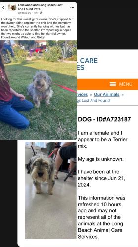 Found/Stray Female Dog last seen Walnut and Bixby, Long Beach, CA 90807