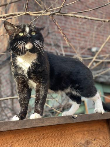 Lost Male Cat last seen Lorimer street, Brooklyn, NY 11222