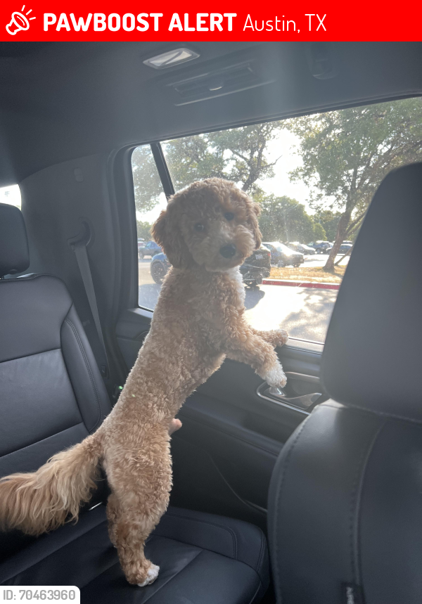 Lost Male Dog last seen Tiber Circle and Bowie Rd, Austin, TX 78733