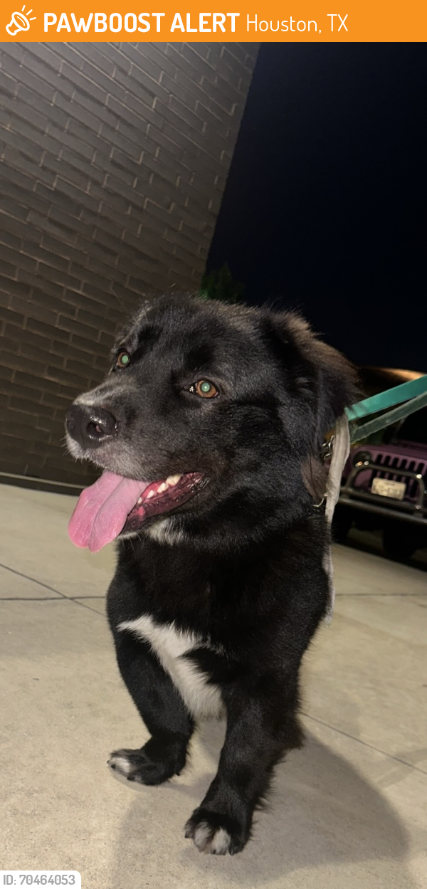 Houston, TX Stray Male Dog Found Near Richmond ave | PawBoost